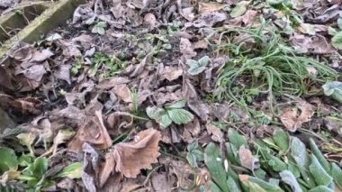 frost on plants. frozen grass and branches. ice on the grass. branches in frost. Frost season icy crystals on leaves and plants. Branches of bush covered with ice after rain in frost in winter close-up. frosty