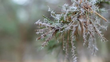 frost on plants. frozen grass and branches. ice on the grass. branches in frost. Frost season icy crystals on leaves and plants. Branches of bush covered with ice after rain in frost in winter close-up. frosty