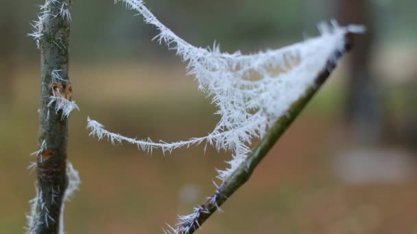 Frost Plants Frozen Grass Branches Ice Grass Branches Frost Frost — Vídeo de stock