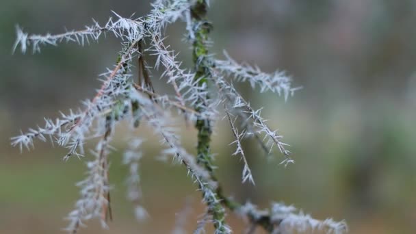 Frost Plants Frozen Grass Branches Ice Grass Branches Frost Frost — Stock video