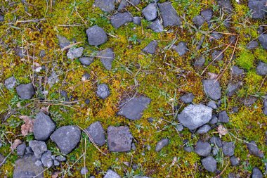 green moss on the stones. rocky tropic with moss. black small stones and green. moss. Overgrown forest wild path with green moss and high spruce tree POV nature explore shot