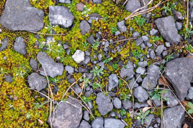 green moss on the stones. rocky tropic with moss. black small stones and green. moss. Overgrown forest wild path with green moss and high spruce tree POV nature explore shot