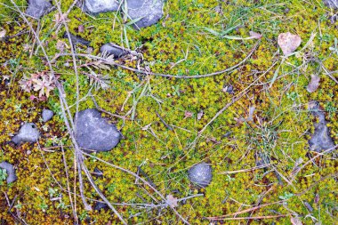 green moss on the stones. rocky tropic with moss. black small stones and green. moss. Overgrown forest wild path with green moss and high spruce tree POV nature explore shot