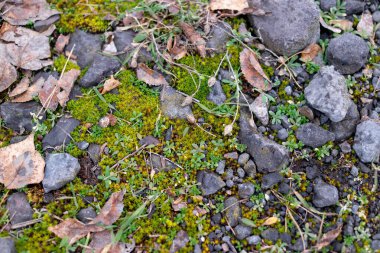 green moss on the stones. rocky tropic with moss. black small stones and green. moss. Overgrown forest wild path with green moss and high spruce tree POV nature explore shot