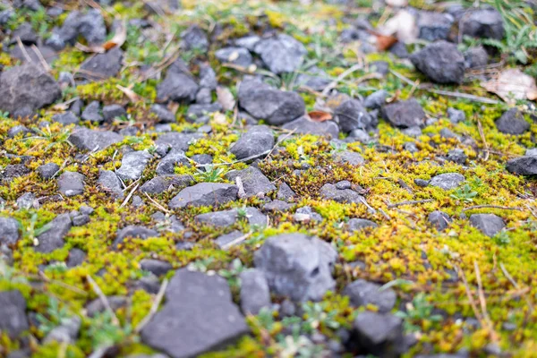 green moss on the stones. rocky tropic with moss. black small stones and green. moss. Overgrown forest wild path with green moss and high spruce tree POV nature explore shot