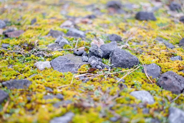 green moss on the stones. rocky tropic with moss. black small stones and green. moss. Overgrown forest wild path with green moss and high spruce tree POV nature explore shot