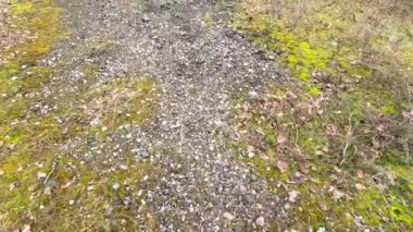 green moss on the stones. rocky tropic with moss. black small stones and green. moss. Overgrown forest wild path with green moss and high spruce tree POV nature explore shot