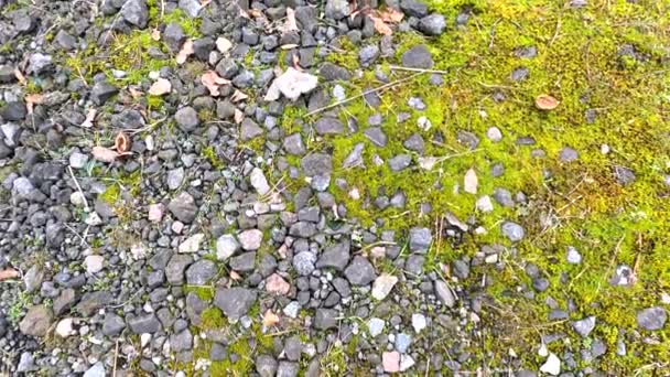 Green Moss Stones Rocky Tropic Moss Black Small Stones Green — Stok video