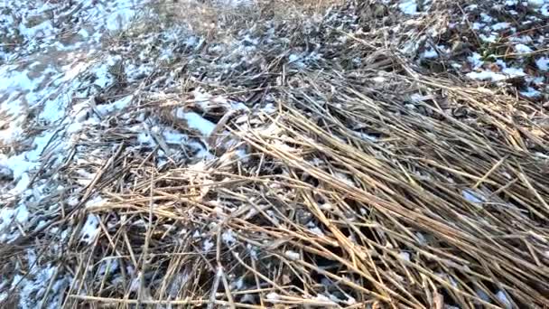 Dry Reeds Ground Reeds Snow Winter Snow Scenic Dry Grasses — Stockvideo