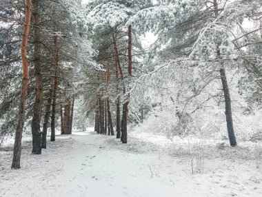 snow on the branches. trees in the snow. a lot of snow in the forest. Tree branches in the snow, close up. Winter in the forest.