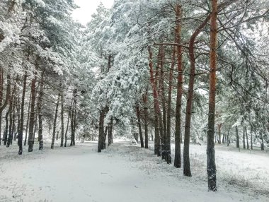snow on the branches. trees in the snow. a lot of snow in the forest. Tree branches in the snow, close up. Winter in the forest.