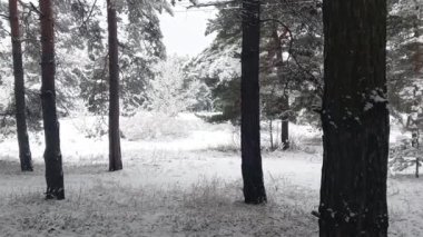 snow on the branches. trees in the snow. a lot of snow in the forest. Tree branches in the snow, close up. Winter in the forest.