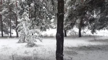 snow on the branches. trees in the snow. a lot of snow in the forest. Tree branches in the snow, close up. Winter in the forest.