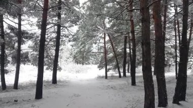 snow on the branches. trees in the snow. a lot of snow in the forest. Tree branches in the snow, close up. Winter in the forest.