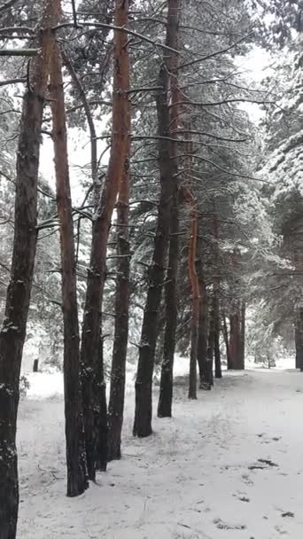 Sne Grenene Træer Sneen Der Meget Sne Skoven Trægrene Sneen – Stock-video
