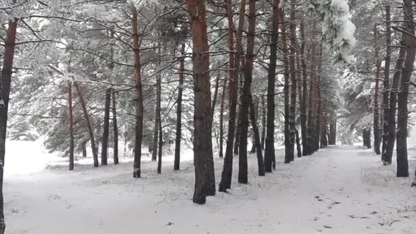 Neve Sui Rami Alberi Nella Neve Molta Neve Nella Foresta — Video Stock