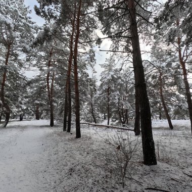 snow on the branches. trees in the snow. a lot of snow in the forest. Tree branches in the snow, close up. Winter in the forest.