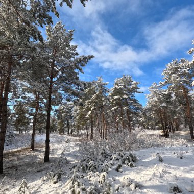 snow on the branches. trees in the snow. a lot of snow in the forest. Tree branches in the snow, close up. Winter in the forest.