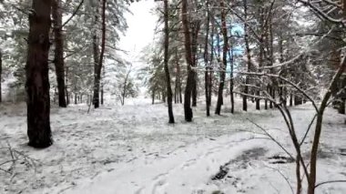 snow on the branches. trees in the snow. a lot of snow in the forest. Tree branches in the snow, close up. Winter in the forest.