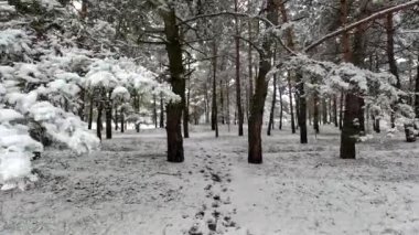 snow on the branches. trees in the snow. a lot of snow in the forest. Tree branches in the snow, close up. Winter in the forest.