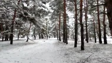 snow on the branches. trees in the snow. a lot of snow in the forest. Tree branches in the snow, close up. Winter in the forest.