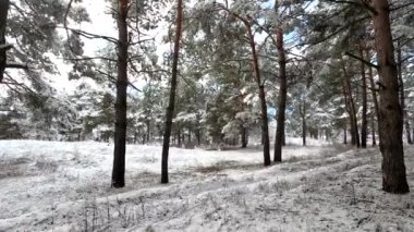 snow on the branches. trees in the snow. a lot of snow in the forest. Tree branches in the snow, close up. Winter in the forest.