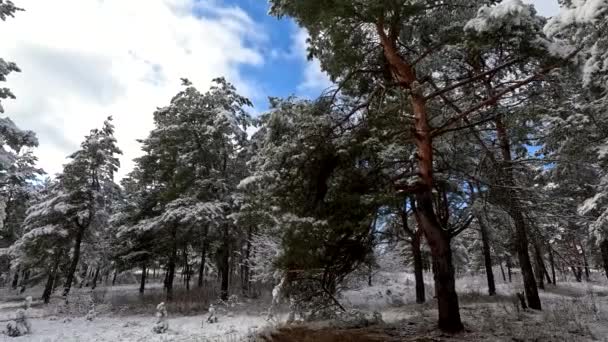 Snow Branches Trees Snow Lot Snow Forest Tree Branches Snow — Wideo stockowe