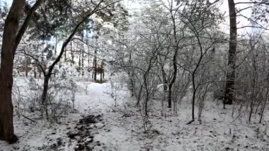 snow on the branches. trees in the snow. a lot of snow in the forest. Tree branches in the snow, close up. Winter in the forest.