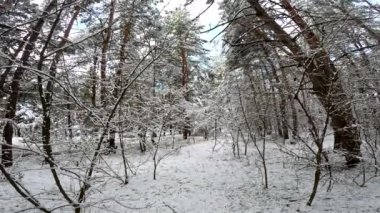 snow on the branches. trees in the snow. a lot of snow in the forest. Tree branches in the snow, close up. Winter in the forest.