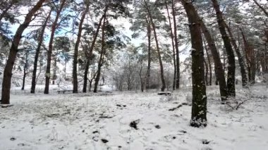snow on the branches. trees in the snow. a lot of snow in the forest. Tree branches in the snow, close up. Winter in the forest.