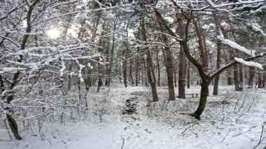 snow on the branches. trees in the snow. a lot of snow in the forest. Tree branches in the snow, close up. Winter in the forest.