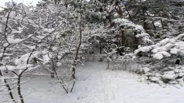 snow on the branches. trees in the snow. a lot of snow in the forest. Tree branches in the snow, close up. Winter in the forest.