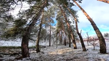 snow on the branches. trees in the snow. a lot of snow in the forest. Tree branches in the snow, close up. Winter in the forest.