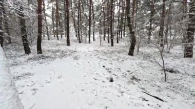 snow on the branches. trees in the snow. a lot of snow in the forest. Tree branches in the snow, close up. Winter in the forest.