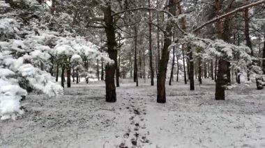 snow on the branches. trees in the snow. a lot of snow in the forest. Tree branches in the snow, close up. Winter in the forest.