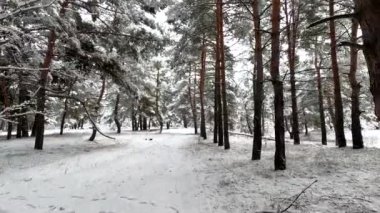 snow on the branches. trees in the snow. a lot of snow in the forest. Tree branches in the snow, close up. Winter in the forest.