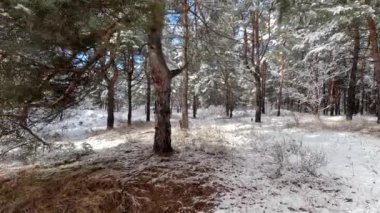 snow on the branches. trees in the snow. a lot of snow in the forest. Tree branches in the snow, close up. Winter in the forest.