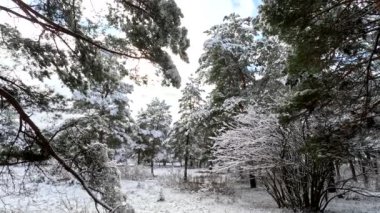 snow on the branches. trees in the snow. a lot of snow in the forest. Tree branches in the snow, close up. Winter in the forest.