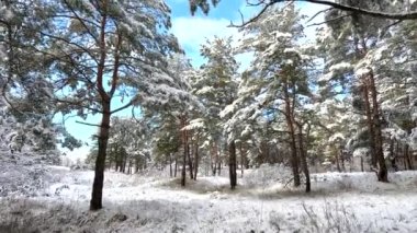 snow on the branches. trees in the snow. a lot of snow in the forest. Tree branches in the snow, close up. Winter in the forest.