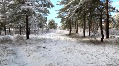 snow on the branches. trees in the snow. a lot of snow in the forest. Tree branches in the snow, close up. Winter in the forest.