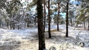 snow on the branches. trees in the snow. a lot of snow in the forest. Tree branches in the snow, close up. Winter in the forest.