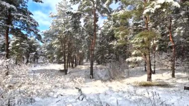 snow on the branches. trees in the snow. a lot of snow in the forest. Tree branches in the snow, close up. Winter in the forest.