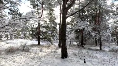 snow on the branches. trees in the snow. a lot of snow in the forest. Tree branches in the snow, close up. Winter in the forest.