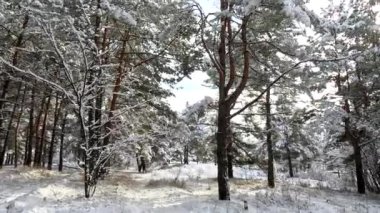 snow on the branches. trees in the snow. a lot of snow in the forest. Tree branches in the snow, close up. Winter in the forest.