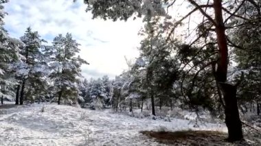 snow on the branches. trees in the snow. a lot of snow in the forest. Tree branches in the snow, close up. Winter in the forest.