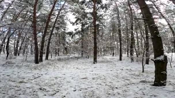 Snow Branches Trees Snow Lot Snow Forest Tree Branches Snow — Video Stock