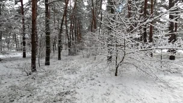 Snow Branches Trees Snow Lot Snow Forest Tree Branches Snow — Vídeo de stock