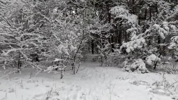 Ágakon Fák Hóban Sok Van Erdőben Ágak Hóban Közelről Tél — Stock videók