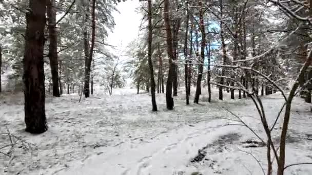 Neige Sur Les Branches Arbres Dans Neige Beaucoup Neige Dans — Video