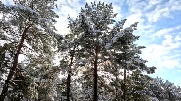 Snow Branches Trees Snow Lot Snow Forest Tree Branches Snow — Vídeo de Stock